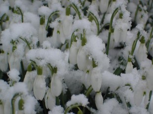 Dezintuigentuin-winter