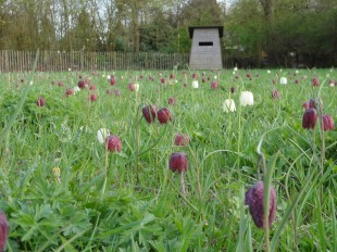 De zintuigentuin - kievitsbloemen in het weiland