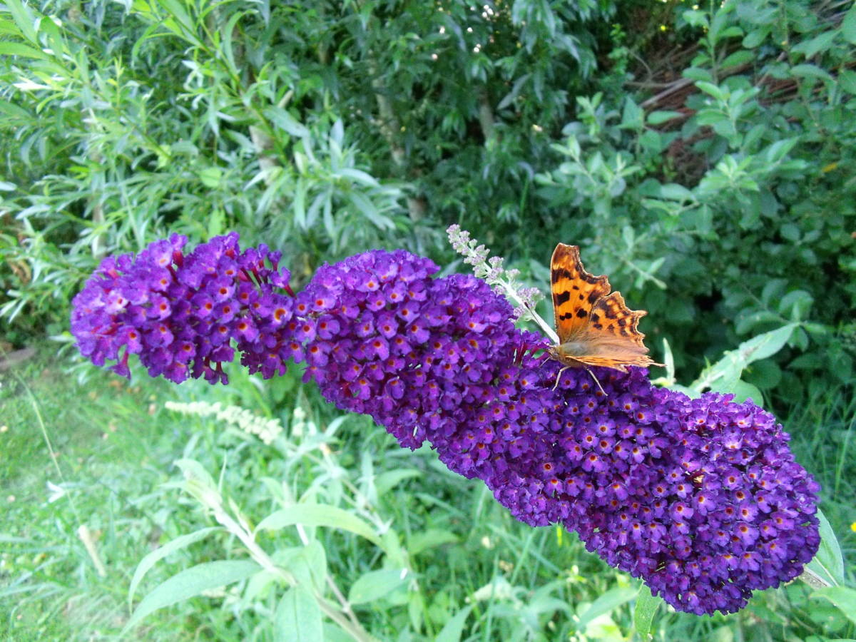 De Zintuigen Tuin - Cees Verkerke