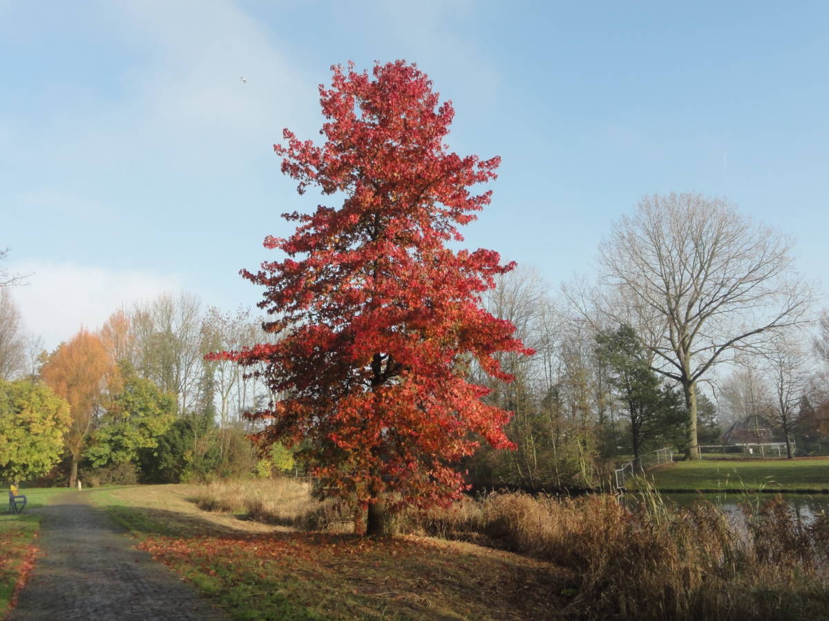 esdoorn nr. 1