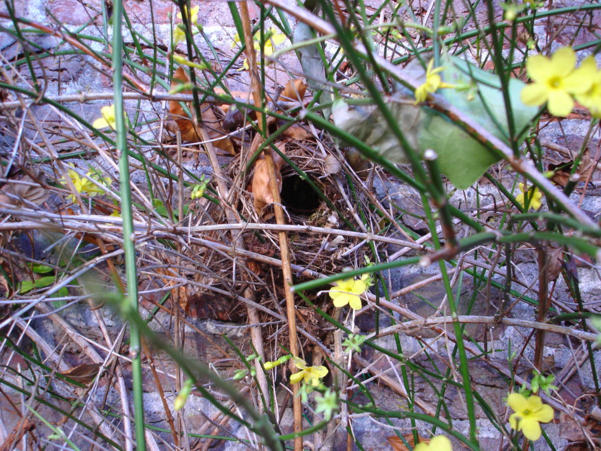 nest winterkoning