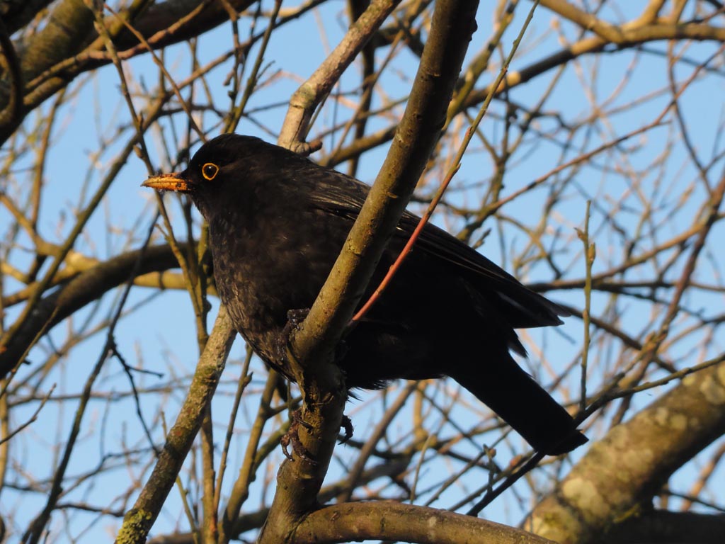 De lente begint vandaag - de zintuigentuin