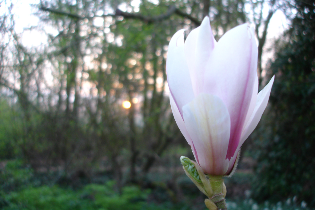 ZinTUIgeN Magnolia