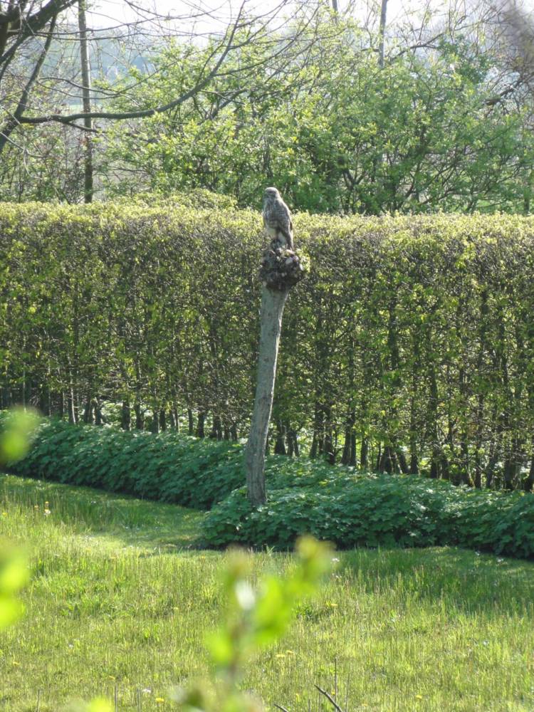 Buizerd ZinTUIgeN