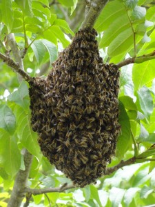 De Zintuigentuin - bijen