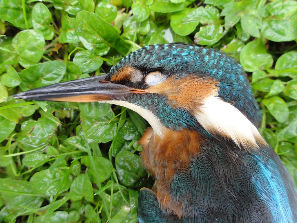 dode ijsvogel - zintuigen heerhugowaard