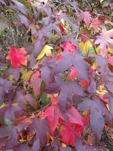 herfstkleuren - heerhugowaard - zintuigen - tuin