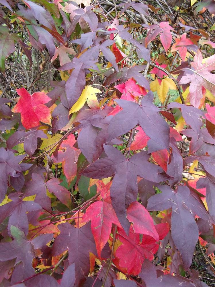 herfstkleuren - heerhugowaard - zintuigen - tuin