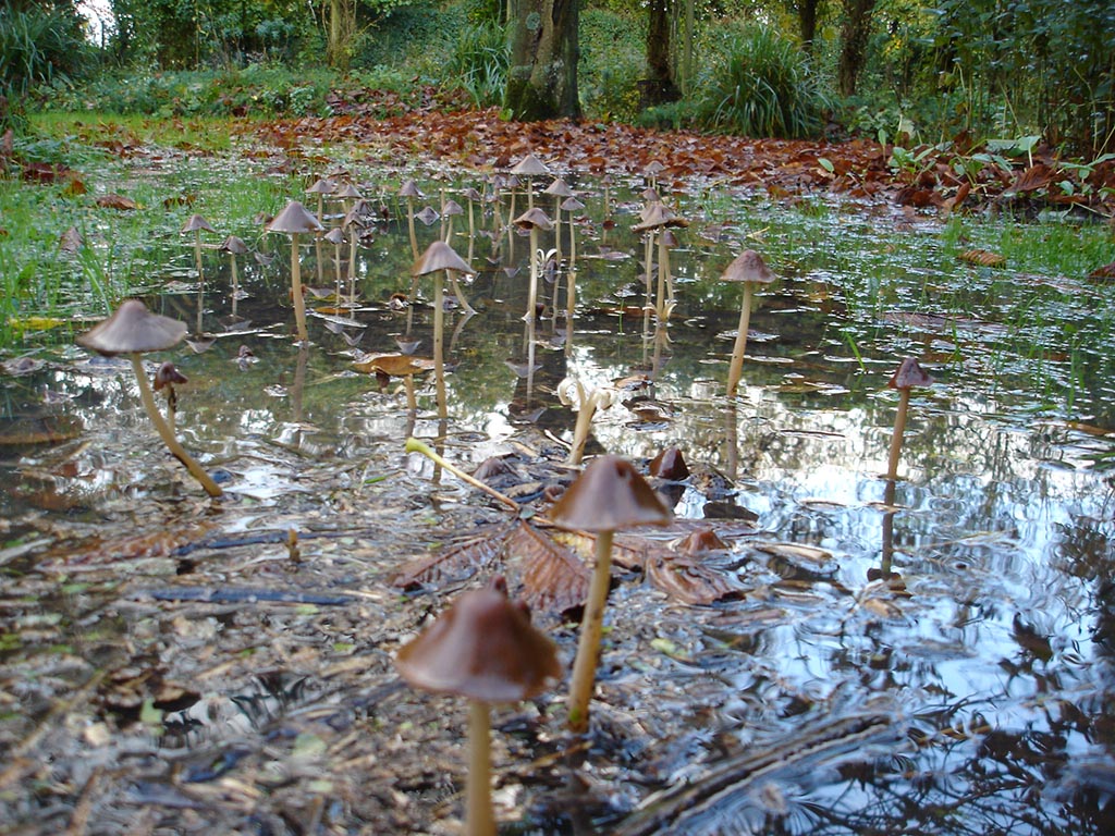 meer regen - zintuigen