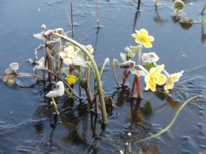 voorjaar - zintuigen - heerhugowaard