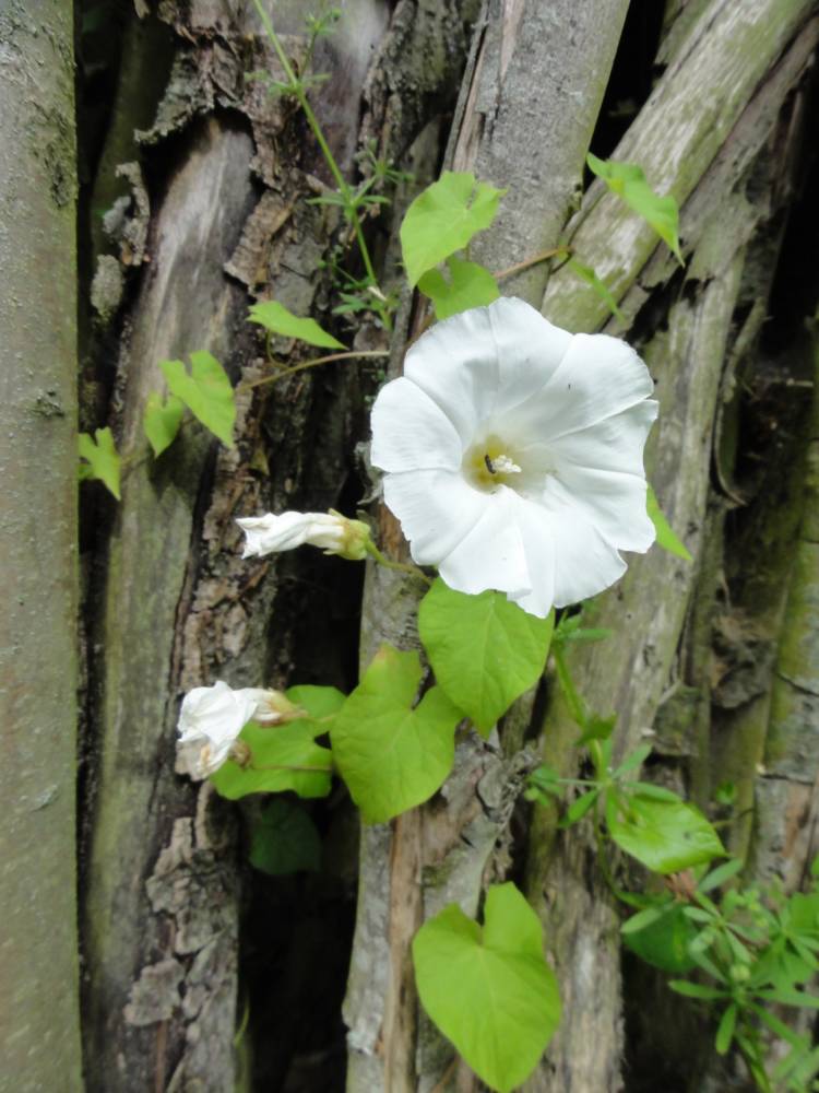 Pispot - De Zintuigentuin - Heerhugowaard