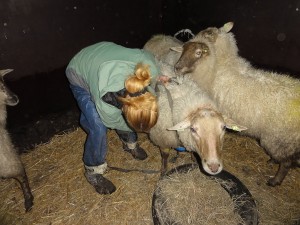 schapen - zintuigen tuin - heerhugowaard