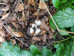 Gefopt - eieren - nest - Zintuigen - Heerhugowaard