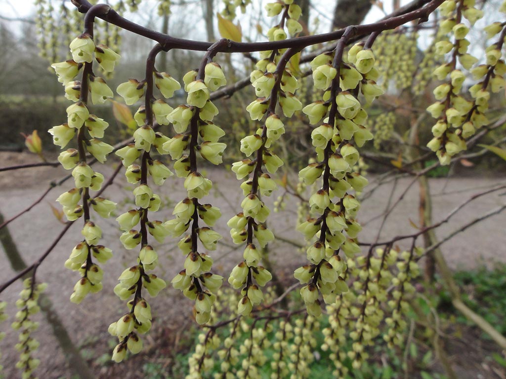 Lente - Zintuigen - Heerhugowaard