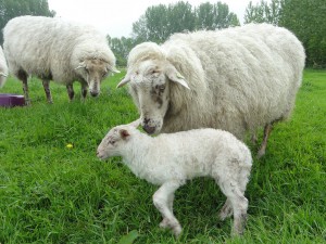 Nieuw Leven - Lammetje - ZinTuigen - Heerhugowaard