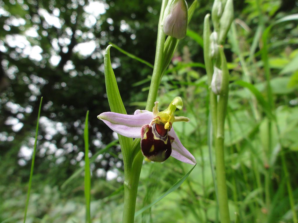 bijenorchis