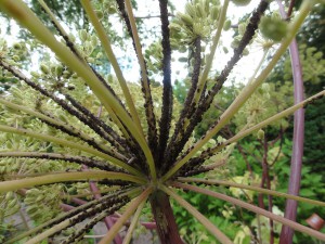 Tuinieren - geen gif - zintuigen - heerhugowaard