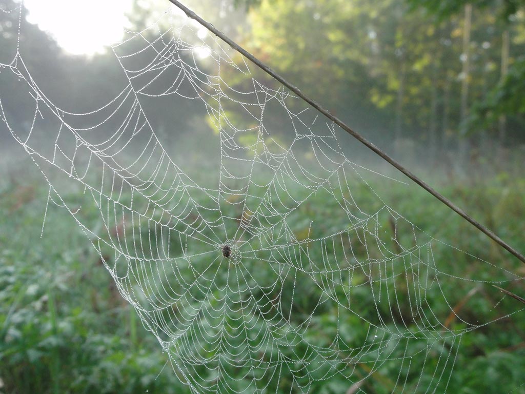 Spinnenweb