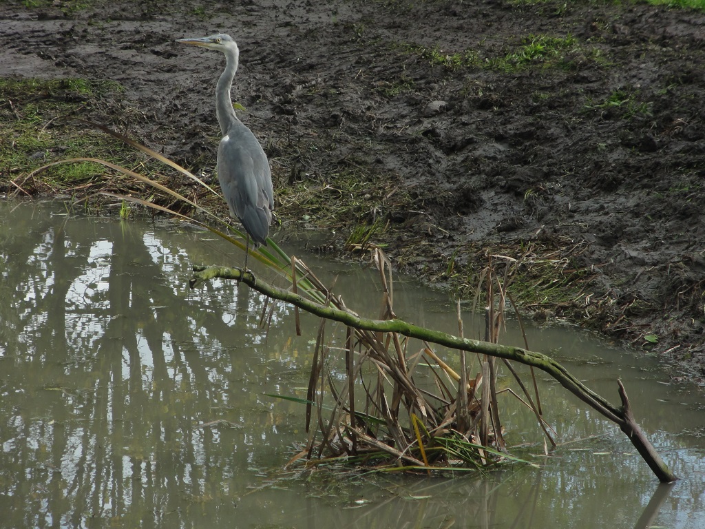 Reiger op tak