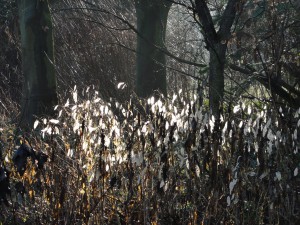 Witte veeg