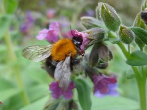 Hommel op bloem