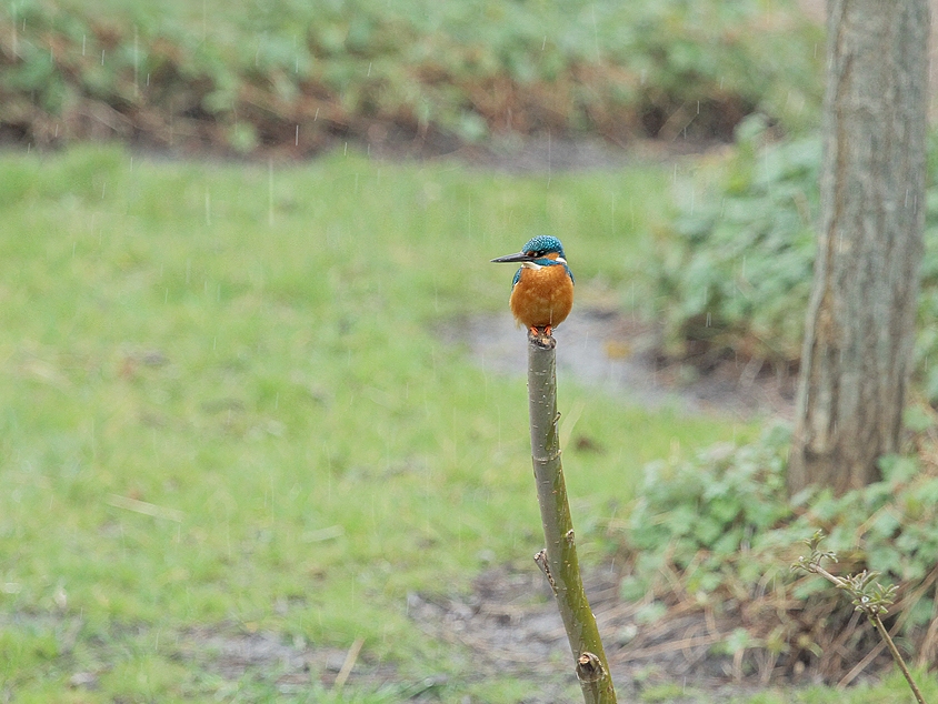 IJsvogel