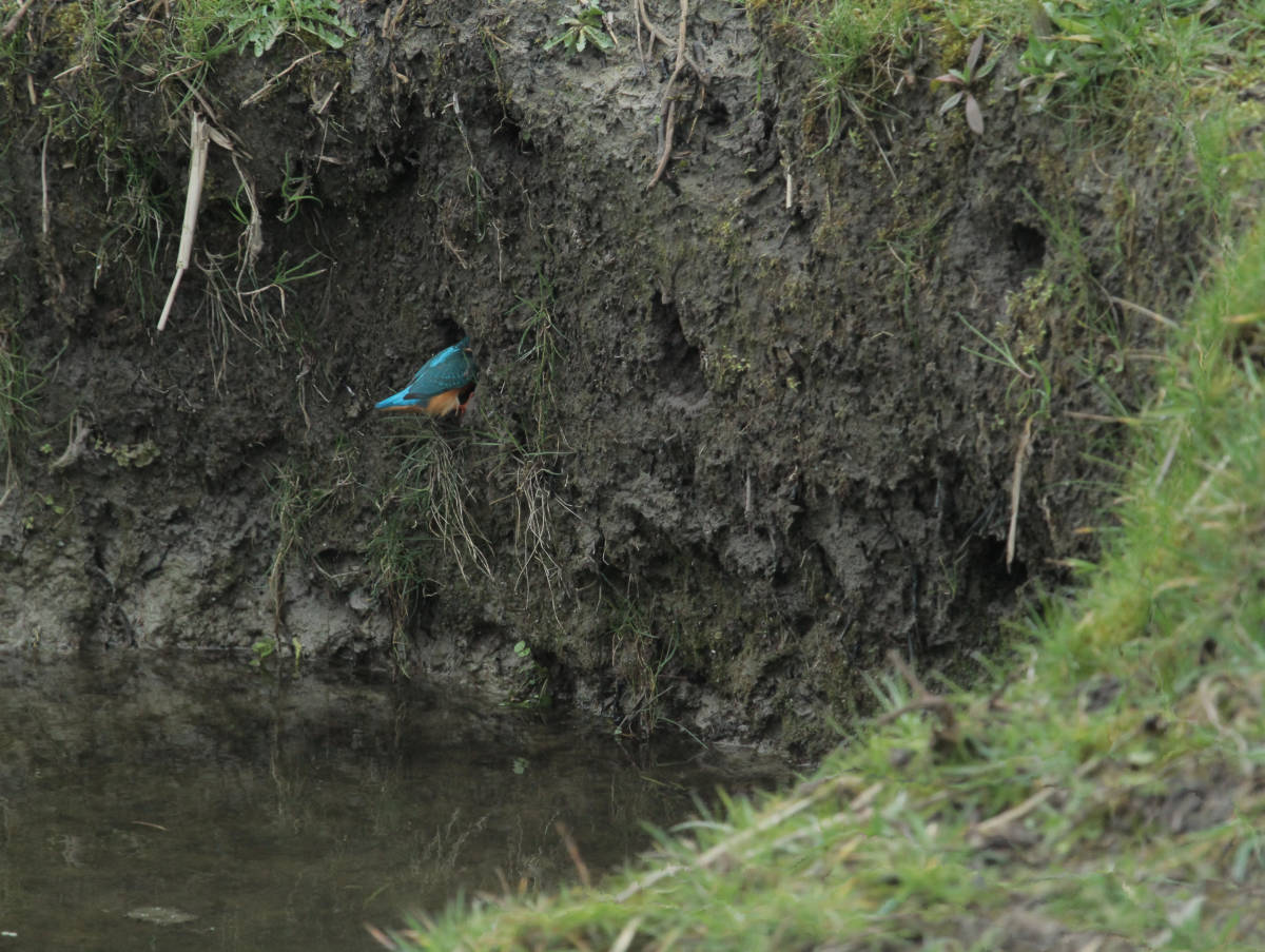 ijsvogelpaartje bij Cees Verkerke maart 2015 (63)