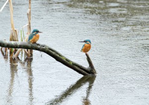 ijsvogelpaartje maart 2015