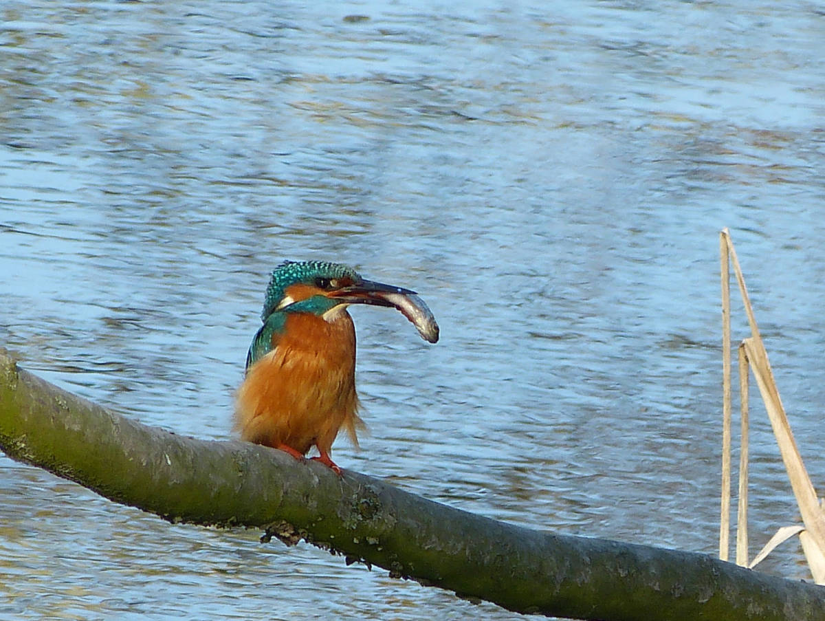 ijsvogel