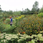 Nazomer - De ZintuigenTuin - Heerhugowaard