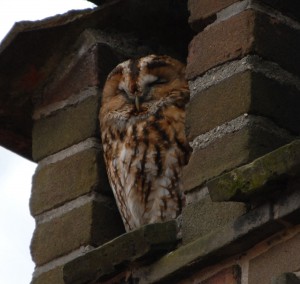 week 10 dromen zijn bedrog