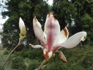 Magnolia