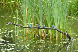 3 jongen + Pa ijsvogel juli 2016