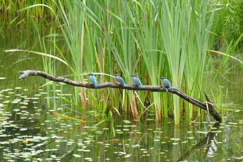 3 jongen + Pa ijsvogel juli 2016