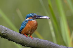IJsvogel