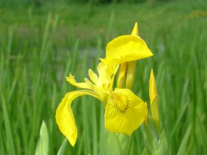 bloemen en bijen