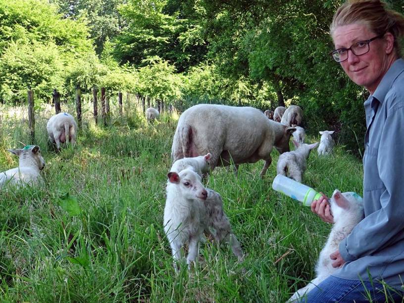 Schapen fles