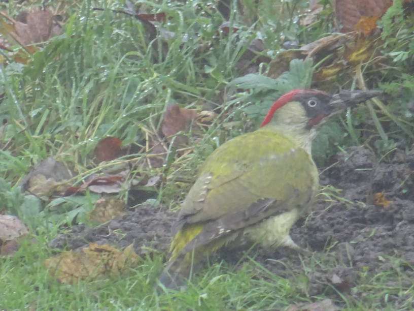 Groene specht